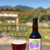【ブルーベリーミライエール】今年の実りが、ビールになった🫐🍻❤️