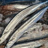 岩手県大船渡より届いた産地直送の秋刀魚のご案内