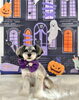 こはくちゃん「Happy Halloween 2026🎃」