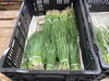 「🧅 極早生タマネギ苗、販売中です！」