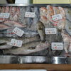 📣本日のお魚情報🐟