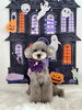 プリンちゃん「Happy Halloween 2026🎃」