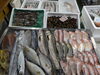2026年10月26日 店内「📣本日のお魚情報🐟」