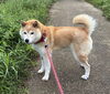お泊まりの　うらかちゃん「ドッグホテル」