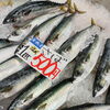 舞鶴産さば1匹500円＆数量限定・生食用真カキ680円のご案内