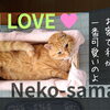 可愛い猫様の言いなりに　～木製プランターが猫ベッドに～｜Nor.t.h