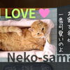 可愛い猫様の言いなりに　～木製プランターが猫ベッドに～｜Nor.t.h