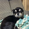 我が家の愛犬ウラン🐶
♪家電や住まいのお困りごとはアトム電器伊勢崎店へお気軽にどうぞ！