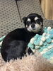 「我が家の愛犬ウラン🐶
♪家電や住まいのお困りごとはアトム電器伊勢崎店へお気軽にどうぞ！」