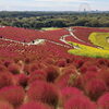 ひたち海浜公園へ！一面に広がるコキアと秋の花畑を満喫してきました