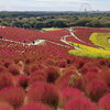 ひたち海浜公園へ！一面に広がるコキアと秋の花畑を満喫してきました