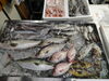 2026年10月27日 店内「📣本日のお魚情報🐟」