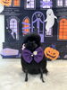 ビビちゃん「Happy Halloween 2026🎃」