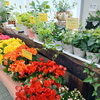 生活に彩りを！贈り物にはお花を。