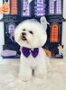 めろでぃちゃん「Happy Halloween 2026🎃」