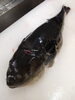 とらふぐ「ふぐの季節がやってまいりました—ふぐ料理コースのご案内」
