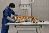 ※画像はAIによる体験イメージです。「獣医師のお仕事体験イベント」