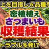 過密栽培で美味しいサツマイモを生産する技法(品種調査編)　たねのハシモトミヤ