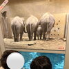 【児発、放デイ】円山動物園【札幌市北区児童デイ】