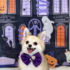 Happy Halloween 2026🎃