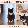 ムギくんと白黒ちゃんのお世話に伺いました🐾