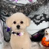 🎃🐶10月も残りわずか！ハロウィンフォト背景をお楽しみください👻✨