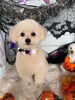 「🎃🐶10月も残りわずか！ハロウィンフォト背景をお楽しみください👻✨」