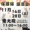 地域と命をつなぐご縁──11月 常光院「保護猫譲渡会」開催のご案内