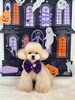 ハッピーちゃん「Happy Halloween 2026🎃」