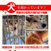 【西条市小松町】迷い犬を保護しています！（※せとうちバス／西大頭停留所近辺）