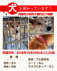 「【西条市小松町】迷い犬を保護しています！（※せとうちバス／西大頭停留所近辺）」
