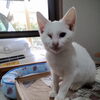 子猫の里親さん募集中です