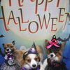 パピヨンのこむぎ君＆ばんびちゃん＆ラムちゃん♪ハロウィン仕様で華やかに可愛く変身
