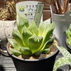 初めてでも育てやすい、お部屋の明るさと手入れに合わせた観葉植物の選び方