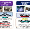 かすみがうら市水族館週末イベント📢✨ウーパールーパー&リクガメ