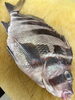 焼き切りが美味い「ユウダチタカノハ！」