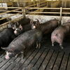 お肉と革のつながりを知ってほしい。埼玉のブランド豚「彩の国黒豚」への想い