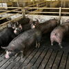 お肉と革のつながりを知ってほしい。埼玉のブランド豚「彩の国黒豚」への想い