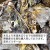 舞鶴産の生真牡蠣入荷しております