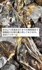 「舞鶴産の生真牡蠣入荷しております」