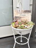 「玄関に多肉植物が仲間入りしました｜ローズの香りと緑に包まれる癒やしのひととき」