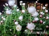 「ドライフラワーになりやすい花かんざし✩.*˚」