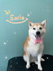 「可愛い子ちゃん♡Dog salon mofu mofu余市町」