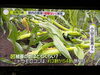 残念ですね…。「☆カラフル野菜の小山農園『news zero』無事にオンエア📺☆」