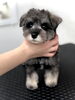 Ｍ・シュナbabyちゃん「Ｍ・シュナbabyちゃん　♪( ´θ｀)」