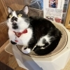 はな「2022年2月22日は猫の日！」