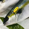 「魚魚市場鮮魚コーナーおすすめは「ボイル伊勢えび・ゆでダコ」です♪」
