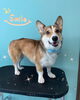 「わん♡ Dog salon mofu mofu 余市町」
