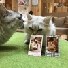 抱っこチェキ販売会 宮崎ナナイロ メガドンキ にある猫カフェ 漫画 ドリンクバー ワークプレイス 猫カフェmocha モカ のニュース まいぷれ 宮崎 抱っこチェキ販売会 宮崎ナナイロ メガドンキ にある猫カフェ 漫画 ドリンクバー ワークプレイス 猫カフェmocha モカ のニュース まいぷれ 宮崎