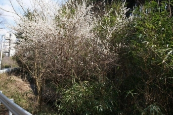 玉澤妙法華寺に行く途中の道路脇に山桜を発見！